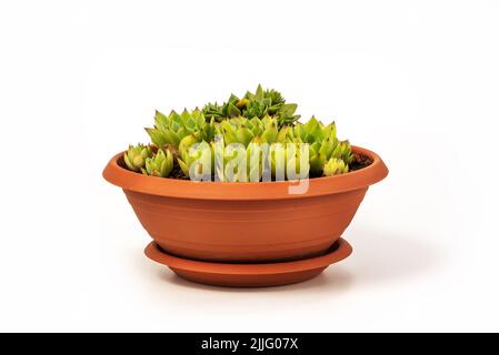 Sempervivum tectorum, allgemein bekannt als gewöhnlicher Houseleek in einem Blumentopf mit manny auswachsenden Ablegern isoliert auf weißem Hintergrund Stockfoto