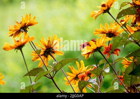 Orange, Ochsenauge, Blumen, Juli, Natur, Blüten, Heliopsis, falsche Sonnenblume, Blüte, Sommer-Heliopsis „blutende Herzen“ Stockfoto