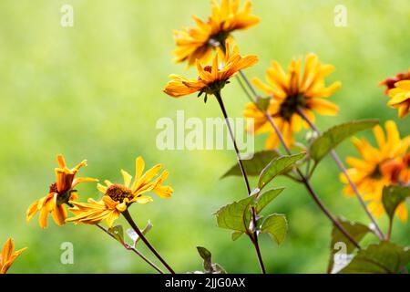 Stauden, Pflanzen, Sommer, Ochsenauge, Blumen, Falsche Sonnenblume, Heliopsis „blutende Herzen“, Orange, Blüte Stockfoto