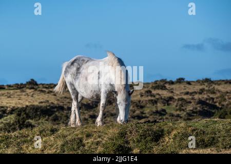 Ein legendäres Bodmin Pony, das auf dem Craddock Moor auf dem rauen Bodmin Moor in Cornwall in Großbritannien grast. Stockfoto