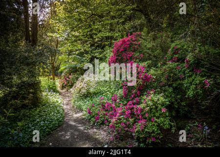 Penjerrick Gardens; Budock Water; Cornwall; Südwesten; West Country; England; Vereinigtes Königreich; Vereinigtes Königreich; Stockfoto