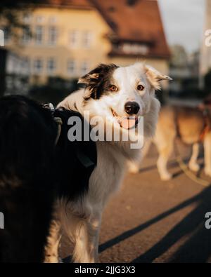 Eine vertikale Aufnahme eines männlichen Border Collie-Hundes, der in die Kamera schaut Stockfoto