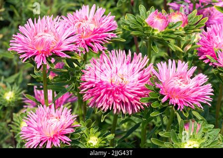 Schöne Rosa Aster, Krautig, Blumen, Garten, Annuals, Aster, Callistephus chinensis, China Aster Stockfoto