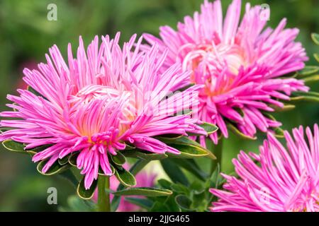 Pink, China Aster, Callistephus chinensis, Aster, Chinese Aster, Blumen, Schön, Callistephos, Rosa Aster, Blume Stockfoto