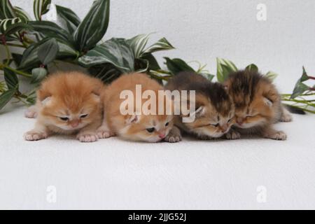 Britische Langhaar-Kätzchen auf weißem Hintergrund mit grünen Blättern. Golden Chinchilla Highlander. Niedliche flauschige Kätzchen. Haustiere im gemütlichen Zuhause. Draufsicht Web Stockfoto