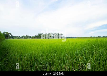 Wunderschöne grüne Reisfelder mit kontrastierendem wolkigen Himmel Stockfoto