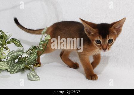 Abessinisches Kätzchen, weißer Wandhintergrund. Junge schöne reinrassige rote kurzhaarige Kitty. Kleine niedliche Haustiere im gemütlichen Zuhause. Banner in der Draufsicht. Lustig Stockfoto