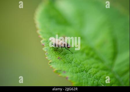 Tropische Fruchtfliege Drosophila Diptera Parasit Insektenpest aus nächster Nähe Stockfoto