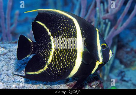 Französischer Angelfisch (Pomacanthus paru), juvenil, Übergangsform, Roatan, Bay Islands, Karibik Stockfoto