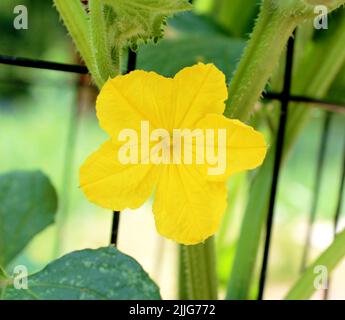 Eine gelbe Gurkenblüte Stockfoto