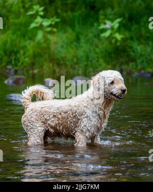 Ein wunderschöner, aprikosenfarbener Labradoodle-Hund, der glücklich in einem flachen Fluss in Lancashire, Großbritannien, spielt Stockfoto