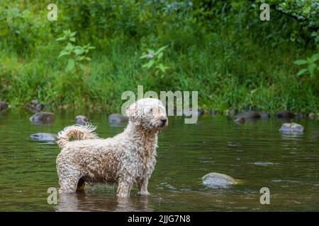 Ein wunderschöner, aprikosenfarbener Labradoodle-Hund, der glücklich in einem flachen Fluss in Lancashire, Großbritannien, spielt Stockfoto