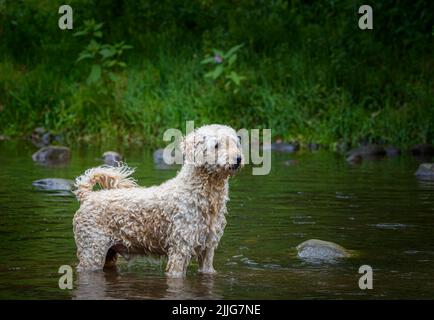 Ein wunderschöner, aprikosenfarbener Labradoodle-Hund, der glücklich in einem flachen Fluss in Lancashire, Großbritannien, spielt Stockfoto