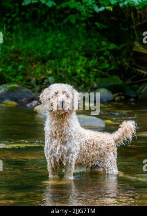 Ein wunderschöner, aprikosenfarbener Labradoodle-Hund, der glücklich in einem flachen Fluss in Lancashire, Großbritannien, spielt Stockfoto