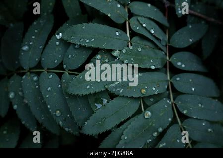 Eine abstrakte Nahaufnahme von dunkelgrünen Eberescheblättern nach dem Regen. Stockfoto