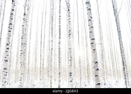 Ein junger Birkenwald an einem kalten Wintertag in Finnland, aus einem niedrigen Winkel geschossen. Der Wald scheint im strahlenden Sonnenschein ohne Wolken endlos. Stockfoto