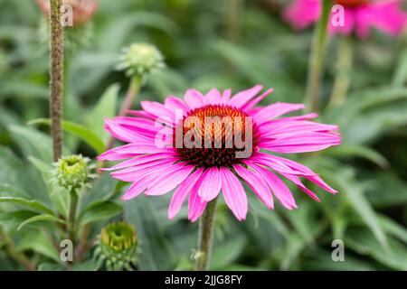 Echinacea purpurea, purpurrote Blütenblume in einem englischen Garten Stockfoto