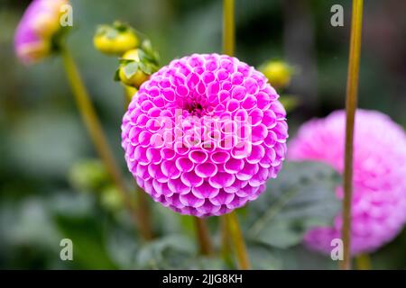 Dahlia 'Franz Kafka', violette Pomponblume, Großbritannien Stockfoto