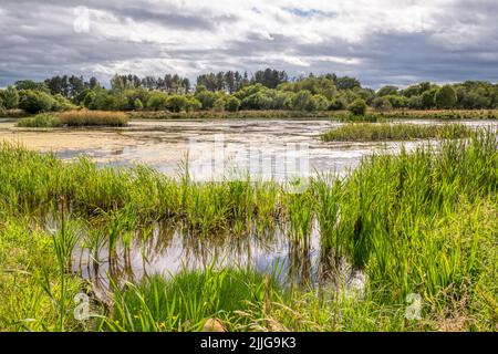 Morton Lochs im Tentsmuir National Nature Reserve in Fife, Schottland. Stockfoto