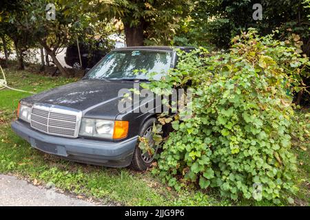 Ein alter rostiger schwarzer Mercedes, der im Garten mit grünen Büschen überwuchert ist Stockfoto