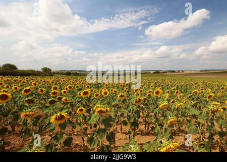 Sonnenblumen. Blühendes Sonnenblumenfeld im Sommer. Stockfoto