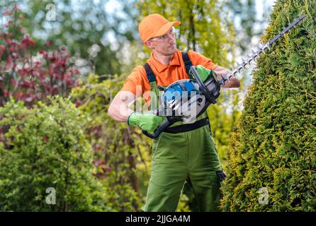 Professioneller Landschaftsgärtner trägt schützende Arbeitskleidung, die den Thuja-Baum im Garten seines Kunden mit Heckenschere Gardening Po formt Stockfoto