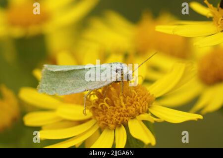 Nahaufnahme eines cremefarbenen grünen Erbsenmikromotten, Earias clorana auf einer gelben Senecio jacobaea Blume auf dem Feld sitzend Stockfoto