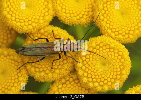 Detaillierte Nahaufnahme eines weiblichen falschen Ölkäfer, Oedemera nobilis, der auf einem gelben, tansy Fower, Tanacetum vulgare, sitzt Stockfoto