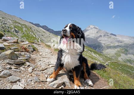 Fröhlicher Berner Sennenhund, der auf dem Weg in den Bergen sitzt Stockfoto