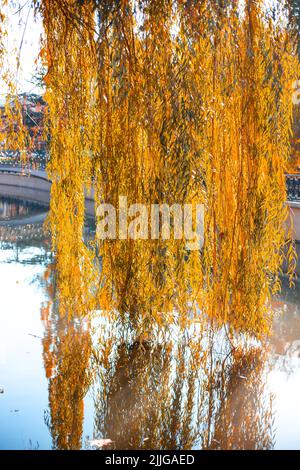 Weidenzweige mit gelben Blättern berühren das Wasser im Teich.Herbstpark an einem sonnigen Tag. Stockfoto
