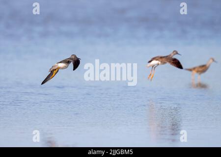 Küstenvögel, die in flachem Wasser in Flüssen und Seen nach Essen suchen Stockfoto