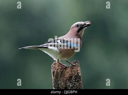 Rasian jay, Garrulus glandarius, mit Schnabelnuss, Loch Lomond, Schottland Stockfoto