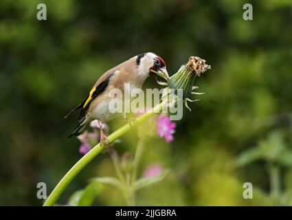 Goldfinch, Carduelis cardueli, der Löwenkerne isst, Taraxacum officinale, Lancashire, Großbritannien Stockfoto