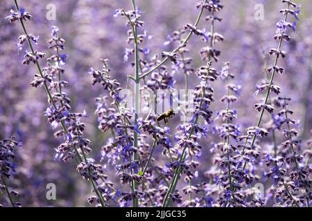 Shrubby, Salvia yangii, Russian Sage, Perovskia atriplicifolia 'Blue Spire', Salvia, Plant, Sage, Mehrjährige, aus der Nähe blühende Stängel Stockfoto