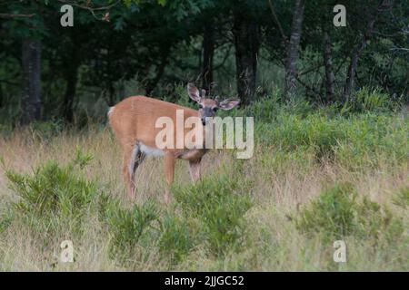 Im Acadia National Park, Maine, USA, blickt ein männlicher Weißschwanzhirsch fragwürdig in die Kamera Stockfoto