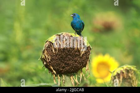 Raleigh, North Carolina, USA. 26.. Juli 2022. Ein Indigo-Ammer sucht in den getrockneten Sonnenblumen des Dorothea Dix Parks in Raleigh, NC, nach einer Mahlzeit. (Bild: © Bob Karp/ZUMA Press Wire) Stockfoto