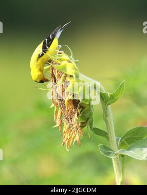 Raleigh, North Carolina, USA. 26.. Juli 2022. Ein Goldfink sucht nach einer Mahlzeit in den getrockneten Sonnenblumen des Dorothea Dix Parks in Raleigh, NC. (Bild: © Bob Karp/ZUMA Press Wire) Stockfoto