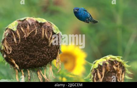 Raleigh, North Carolina, USA. 26.. Juli 2022. Ein Indigo-Ammer sucht in den getrockneten Sonnenblumen des Dorothea Dix Parks in Raleigh, NC, nach einer Mahlzeit. (Bild: © Bob Karp/ZUMA Press Wire) Stockfoto