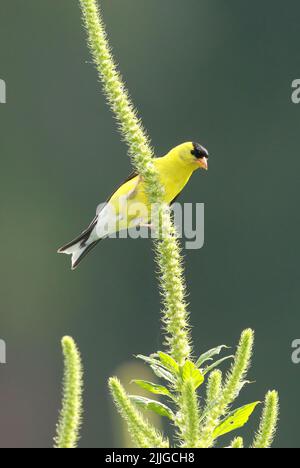 Raleigh, North Carolina, USA. 26.. Juli 2022. Ein Goldfink sucht nach einer Mahlzeit in den getrockneten Sonnenblumen des Dorothea Dix Parks in Raleigh, NC. (Bild: © Bob Karp/ZUMA Press Wire) Stockfoto