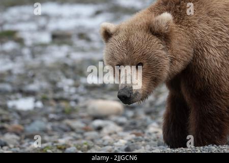 Alaskan Braunbär sät mit Schlamm auf seiner Schnauze von klammenden Spaziergängen entlang des Ufers einer Schlammflamme bei Ebbe im McNeil River State Game Sanctuary und Re Stockfoto