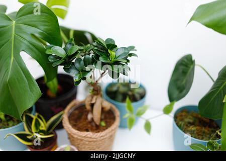 Moderne Zusammensetzung des Hausgartens. Stilvolles Botany-Interieur. Home Gardening Konzept. Stockfoto