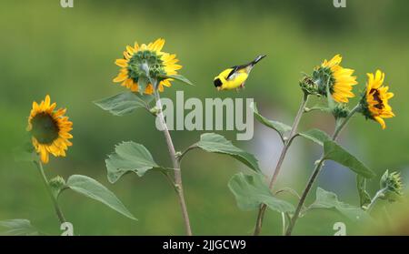 Raleigh, North Carolina, USA. 26.. Juli 2022. Ein Goldfink sucht nach einer Mahlzeit in den getrockneten Sonnenblumen des Dorothea Dix Parks in Raleigh, NC. (Bild: © Bob Karp/ZUMA Press Wire) Stockfoto