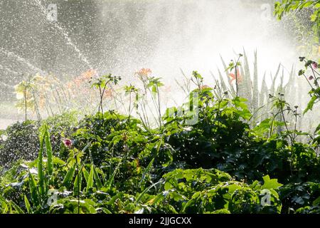 Automatische Bewässerung Garten, Wasser sprühen Blumenbeet, Sommer, Sprinkler, Bewässerung Garten Stockfoto