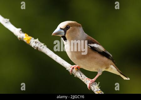 Ein weiblicher Hawfinch, Coccothraustes coccothraustes, hoch oben auf einem kleinen Zweig an einem Frühlingstag im borealen Wald Stockfoto