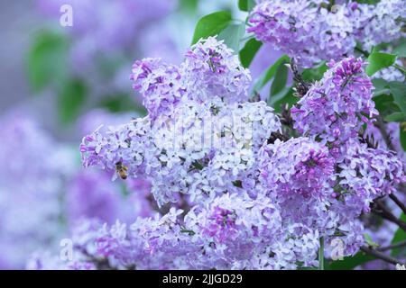 Kleine Biene, die an einem späten Frühlingstag in Europa blühende Flieder und die Blüten der Syringa vulgaris besucht Stockfoto