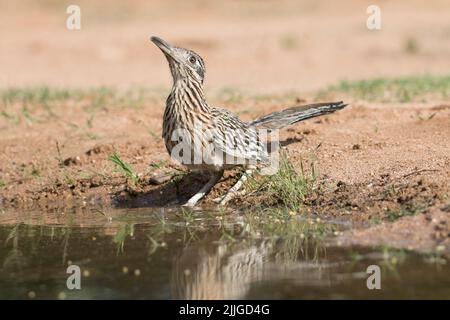 Mehr Roadrunner trinken (Geococcyx californianus) südlichen Arizona Stockfoto