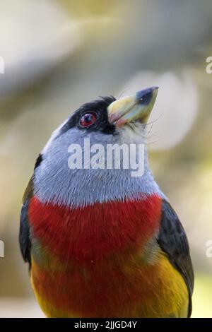 Toucan Barbet close-up (Semnornis ramphastinus) Ecuador Stockfoto