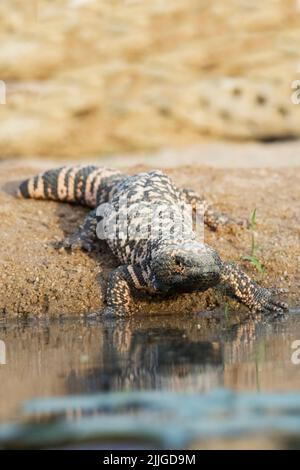 Gila Monster (Helederma suspectum) südlichen Arizona Stockfoto