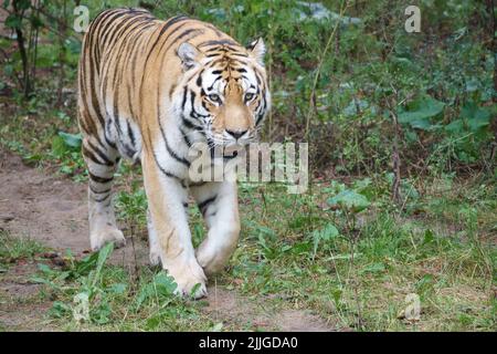 Sibirischer Tiger. Elegante Großkatze. Gefährdete Raubkatze. Weißes, schwarzes, orange gestreiftes Fell. Säugetierfoto Stockfoto