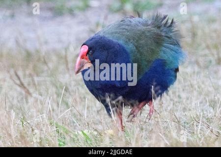 Takahe (Porphyrio hochsterreri) North Island, Neuseeland Stockfoto